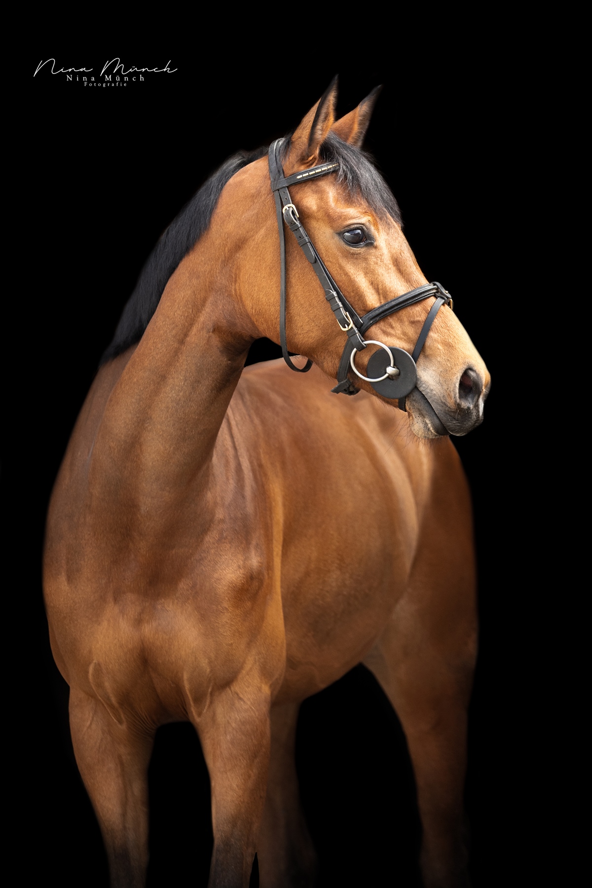 5-jährige Stute von Con Sherry Image