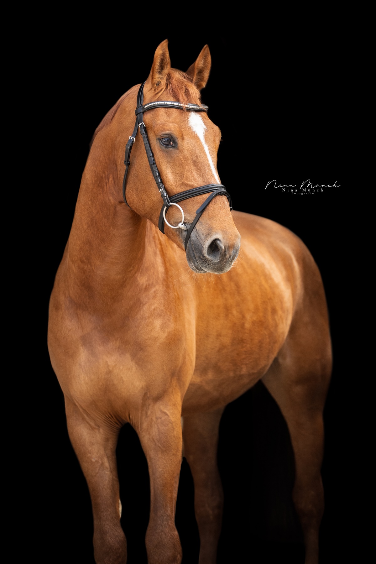 5-jähriger Wallach v Carambo Image