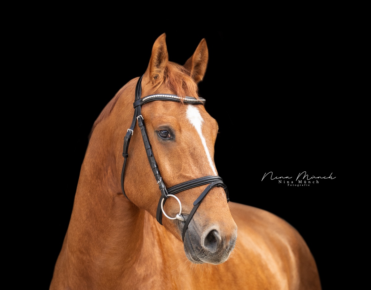 Cornet FVE