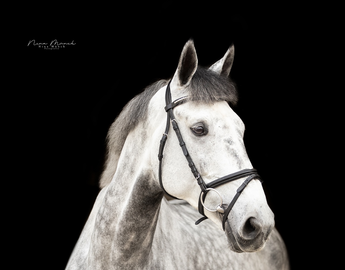 Heraduro vd Oude Heihoef Z